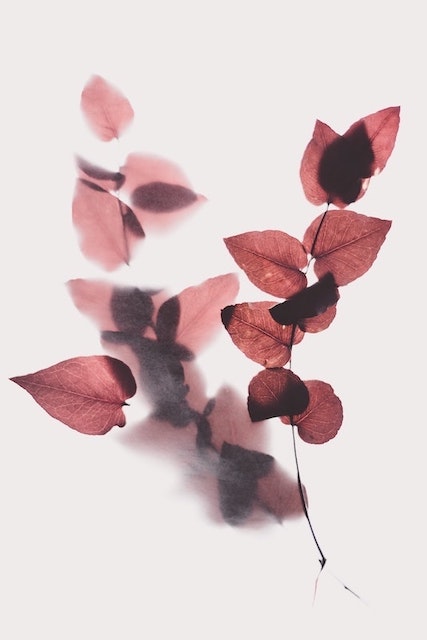 red leaves